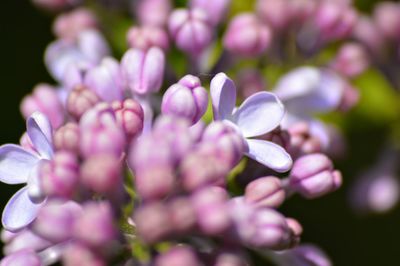 Close-up of purple flowers