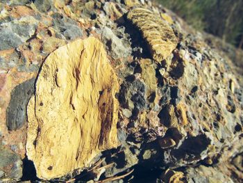 Close-up of tree stump