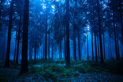 Trees in forest