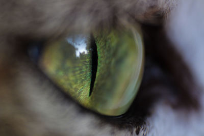 Close up of green leaf
