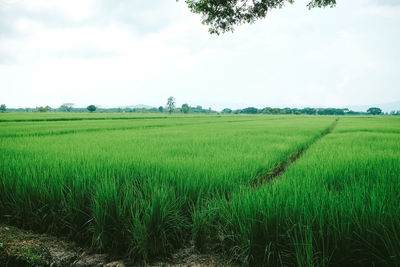 Scenic view of agricultural field against sky