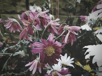 Close-up of flowers blooming outdoors