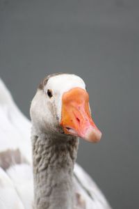 Close-up of a bird