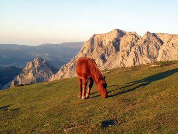 View of a horse on landscape