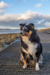 Sheltie on a windy day