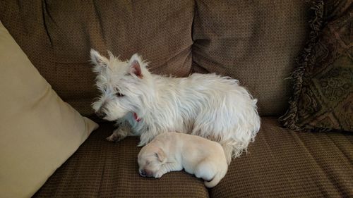 High angle view of puppy lying on floor