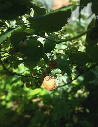 Close-up of plant growing on tree