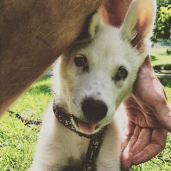 Close-up portrait of dog