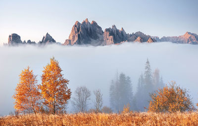 Majestic landscape with autumn trees in misty forest. carpathian, ukraine, europe. beauty world.