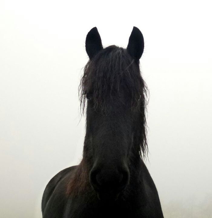 copy space, white background, studio shot, clear sky, one animal, horse, animal themes, close-up, domestic animals, mammal, animal head, rear view, black color, standing, front view, animal body part, no people, black, low angle view, side view