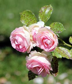 Close-up of pink flowers blooming outdoors