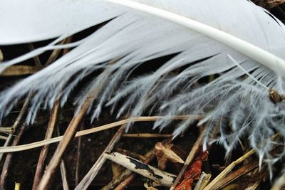 Close-up of dry plant