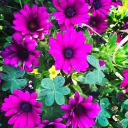 Close-up of purple flowers blooming outdoors