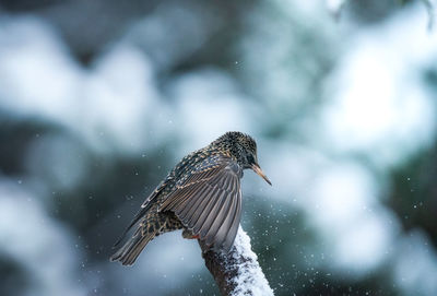 Close-up of a bird perching on snow