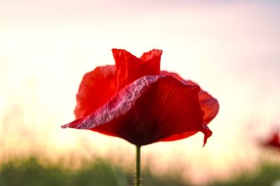 Close-up of red rose against sky during sunset