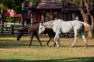 Horses standing in ranch