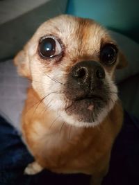 Close-up portrait of a dog