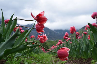 Close-up of red flowering plant