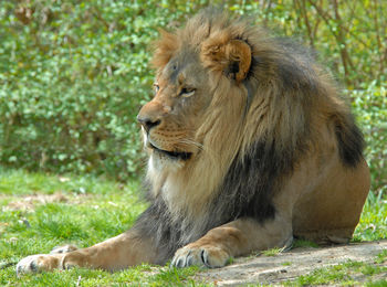 Close-up of lion relaxing on grass