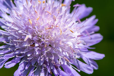 Close-up of purple flowering plant