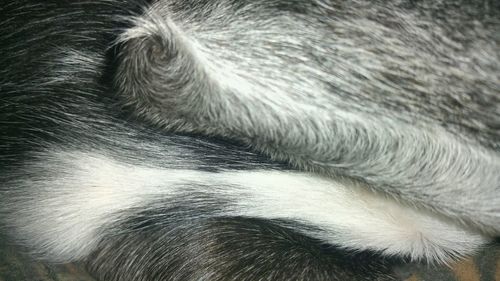 Extreme close up of dog