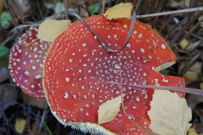 Close-up of red rose