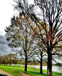 Bare trees in park