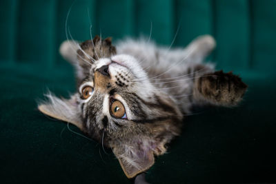 Close-up of a cat