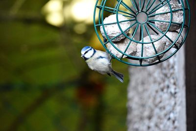 Close-up of bird perching on a feeder