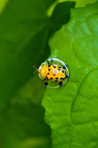 Close-up of ladybug on leaf