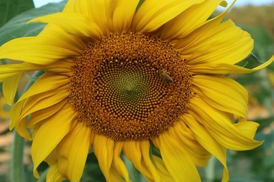 Close-up of sunflower