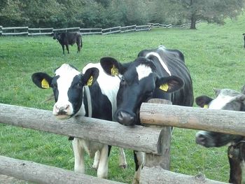 Cow grazing on field