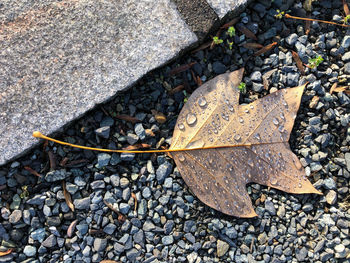 High angle view of maple leaves on pebbles