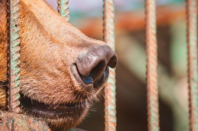 Close-up of a horse