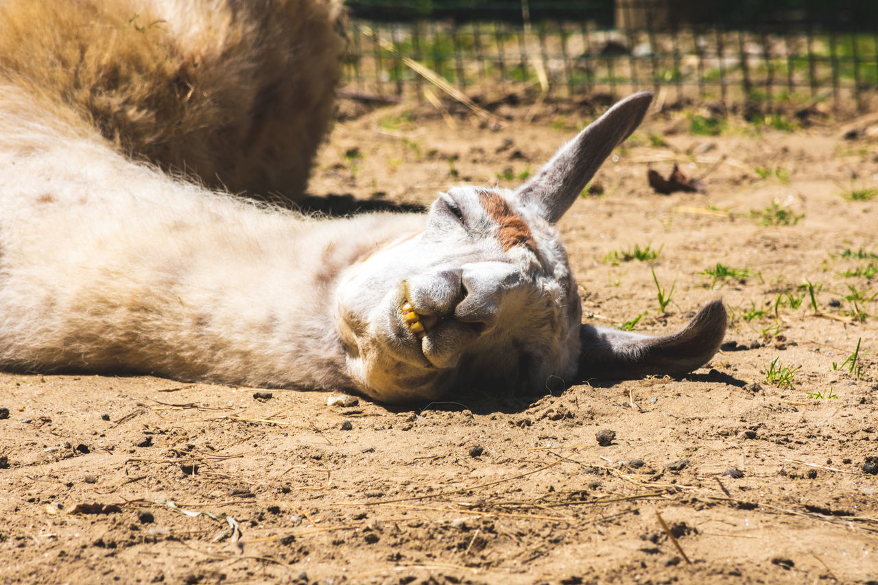 CAT LYING ON A LAND