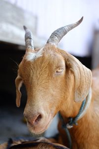 Close-up portrait of cow