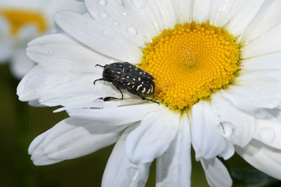 Close-up of insect on white daisy