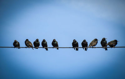 Low angle view of birds perching on steel cable against clear blue sky