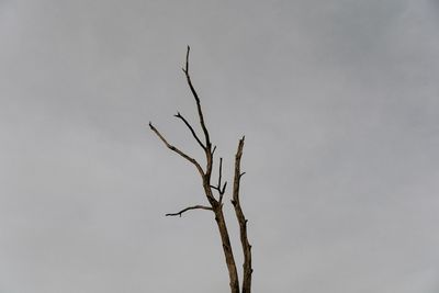 Bare tree against clear sky