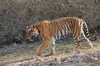 Tiger walking on a land