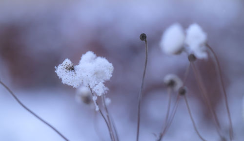 Close-up of white flowering plant