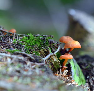 Close-up of mushroom growing on field