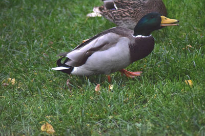 Close-up of duck on grass