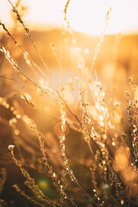 Close-up of crops on field during sunset