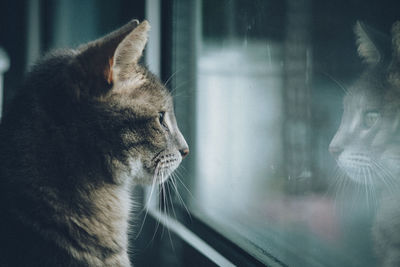 Close-up of cat looking through window