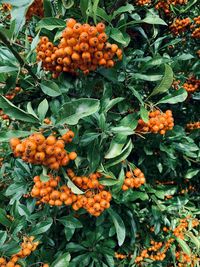 Close-up of orange fruits on plant