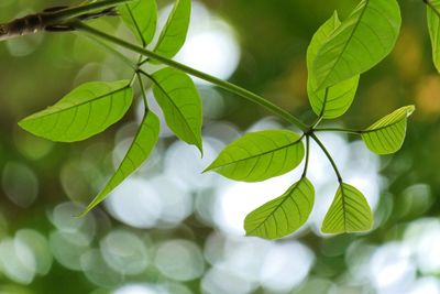 Close-up of leaves on plant