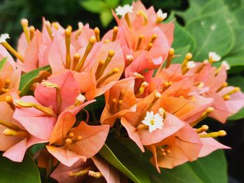 Close-up of pink flowering plants