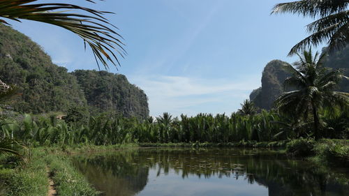 Scenic view of palm trees by lake against sky