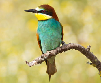 Close-up of bird perching on branch